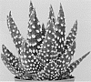 Haworthia%20maxima%20%27SI%20HAW%207026%27