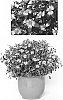 Bidens%20ferulifolia%20%27Koibid1510%27