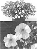 Calibrachoa%20sp.%20%27Suncal%201871%27