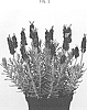 Lavandula%20hybrid%20%27RUYLAS1704%27