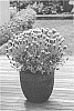Lavandula%20hybrida%20%27GHOSTLY%20PRINCESS%27
