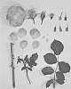 Rosa%20hybrida%20%27KORtuberlou%27