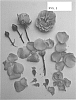 Rosa%20hybrid%20%27Poulpah084%27