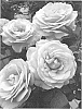 Rosa%20L.%20%27RNF%20Purple%2001%27