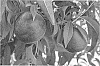 Prunus%20persica%20%28Nectarine%29%20%27Andes%20Nec-4%27