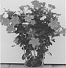 Mandevilla%20sanderi%20%27MAN217901%27