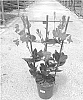 Mandevilla%20sanderi%20%27Lanoklahoma%27