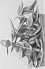 Tradescantia%20albiflora%20%27Nanouk%27