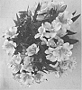 Alstroemeria%20hybrida%20%27Zapriliali%27