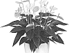 Anthurium%20andraeanum%20L.%20%27ANTHESZJA%27
