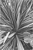 Cordyline%20australis%20%27Paso%20Doble%27