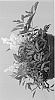 Astilbe%20arendsii%20X%20Astilbe%20japonica%20%27Whiteberry%27