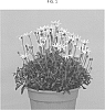 Felicia%20hybrid%20%27RUYFEM1702%27