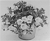 Calibrachoa%20Plant%20Named%20%27KLECA16337%27