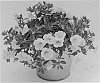Calibrachoa%20Plant%20Named%20%27KLECA16337%27