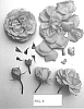 Rosa%20hybrid%20%27Poulpah088%27