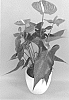 Anthurium%20andraeanum%20L.%20%27ANTHDASZUM%27