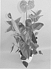 Anthurium%20andraeanum%20L.%20%27ANTHIOXI%27