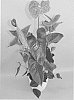 Anthurium%20andraeanum%20L.%20%27ANTHIOXI%27
