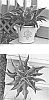 Hybrid%3B%20x%20Mangave%20times%20Agave%20%27Catch%20a%20Wave%27