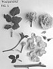 Rosa%20hybrid%20%27Poulpah092%27