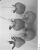 Fragaria%20x%20ananassa%20%27DrisStrawFiftySix%27