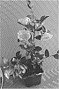 Camellia%20hybrid%20%27Fall%20Fantasy%27