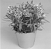 Dianthus%20caryophyllus%20%27KLEDP16186%27