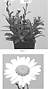Leucanthemum%20x%20superbum%20%27Florleulag%27