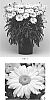Leucanthemum%20x%20superbum%20%27White%20Magic%27