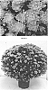 Chrysanthemum%20x%20morifolium%20%27CIFZ0054%27
