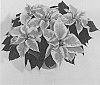 Euphorbia%20pulcherrima%20%27NPCW16260%27