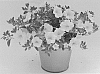 Calibrachoa%20sp.%20%27KLECA16314%27
