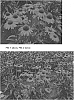 Echinacea%20spp.%20%27TNECHKRD%27