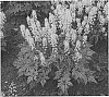 Tiarella%20hybrid%20%27Cutting%20Edge%27