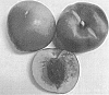 Nectarine%20Tree%20Named%20%27Burnectthirtythree%27