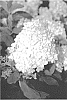 Hydrangea%20paniculata%20%27LEEP2%27