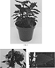Ocimum%20basilicum%20%27Obsidian%27