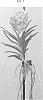 Vanda%20spp.%20Jones%20ex%20R.%20Br.%20%27SPCDW1602%27