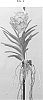 Vanda%20spp.%20Jones%20ex%20R.%20Br.%20%27SPCDW1602%27
