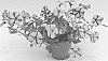 Petunia%20hybrida%20%27KLEPH16333%27