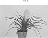Tillandsia%20cyanea%20Linden%20ex%20K.%20Koch.%20%27T1072%27
