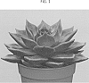 Echeveria%20agavoides%20%27AMIECH1606%27