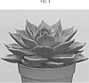 Echeveria%20agavoides%20%27AMIECH1606%27