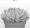 Echeveria%20pulidonis%20E.%20Walther%20%27AMIECH1602%27