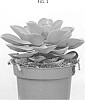 Echeveria%20hybrid%20%27OVGRPP%27