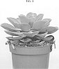 Echeveria%20hybrid%20%27OVGRPP%27