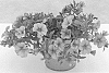 Calibrachoa%20sp.%20%27KLECA16320%27