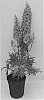 Delphinium%20hybrid%20%27Red%20Lark%27