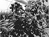 Blackberry%20Plant%20Named%20%27Valentina%27